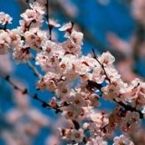 Весенний праздник Навруз