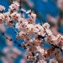 Весенний праздник Навруз